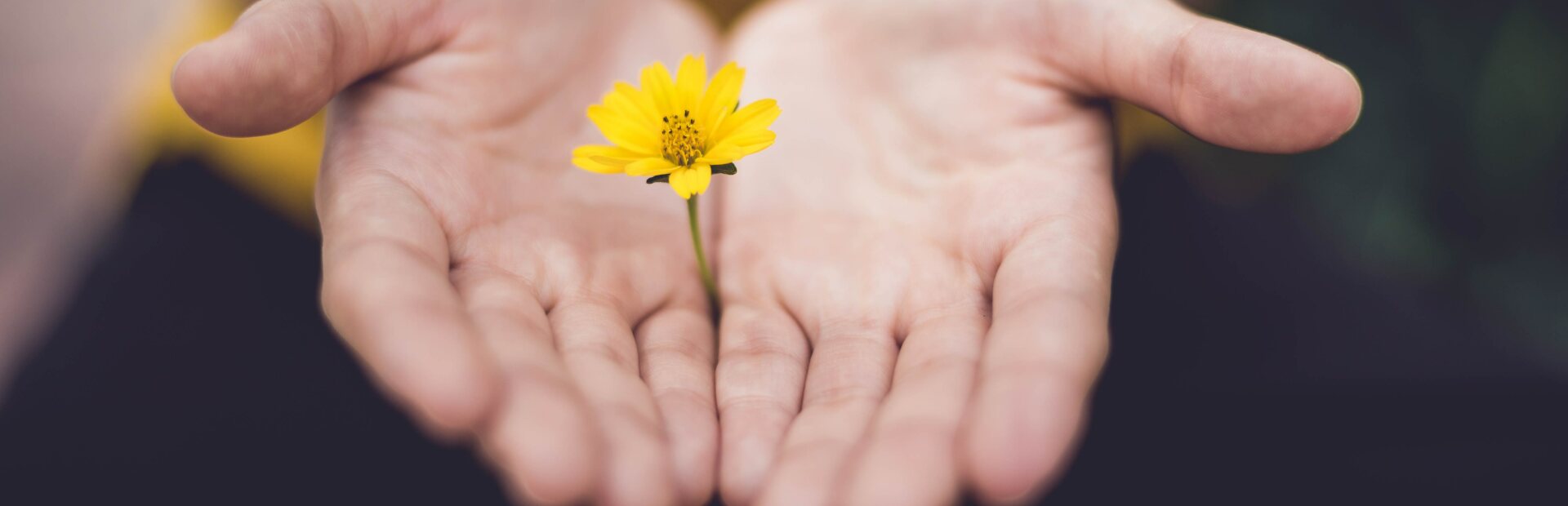 Hände mit Blume dazwischen